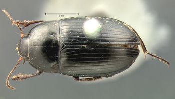 Media type: image;   Entomology 5679 Aspect: habitus dorsal view
